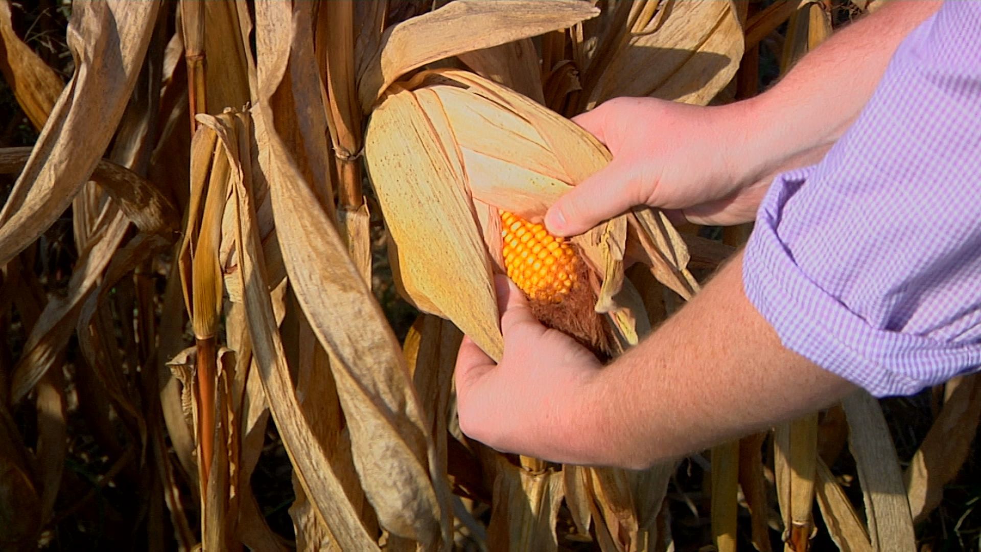 Corn